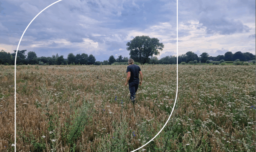 Headerbeeld De Oogst Patrijs Zomer